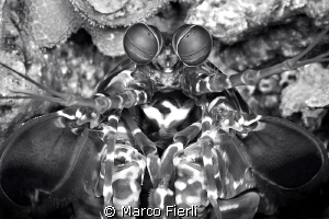 Peacock Mantis Shrimp by Marco Fierli 